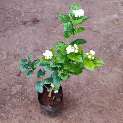 SRNERSERY Arabian Jasmine Plant