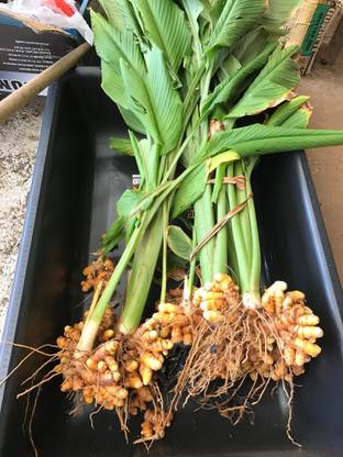 the green dotcom Turmeric Plant