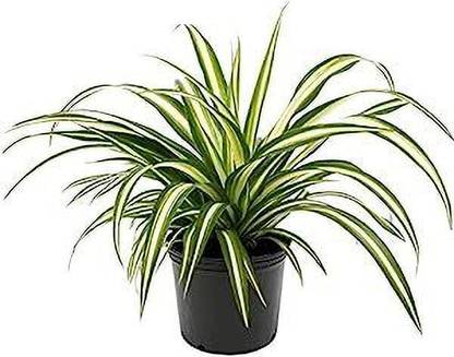 GreenDost Spider Plant