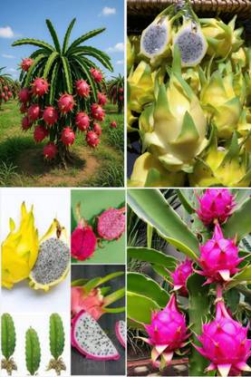 BREEZY BLOOMS Dragon Tree