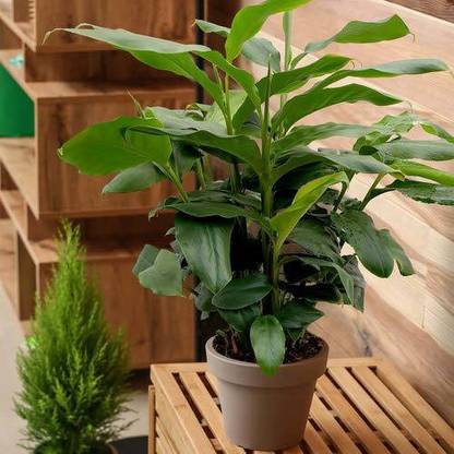 My Dream Nursery Elaichi/Cardamom Plant