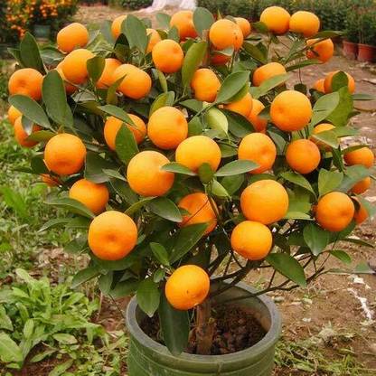 Sjeme Narangi Podha For Home Seed Seed