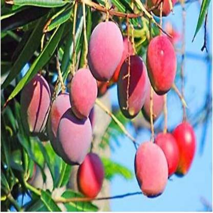 Blue Universe Mango Plant
