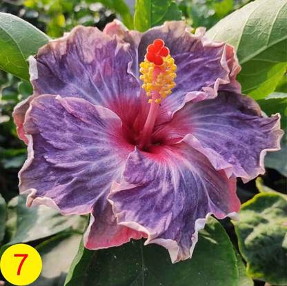 SagarCh Hibiscus Plant
