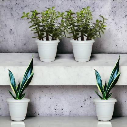 Agridise Snake Plant, Jade Plant