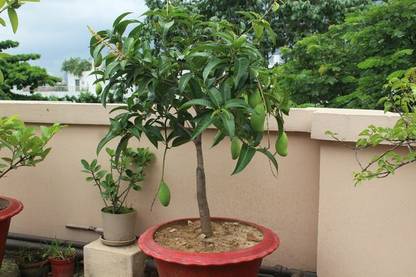 minatigreenhouse Mango Plant