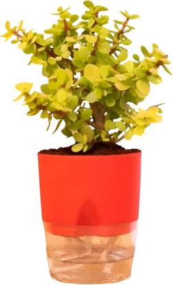 Greenery Jade Plant