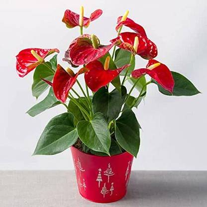 NurseryNature Anthurium Red live