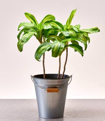 Horticult Dracaena Plant