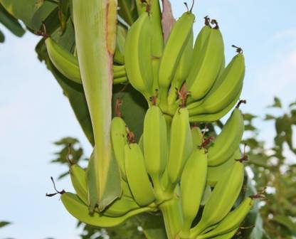 Green view Banana Plant