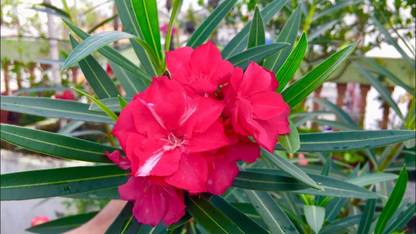PUSHPARGHYA Oleander Plant