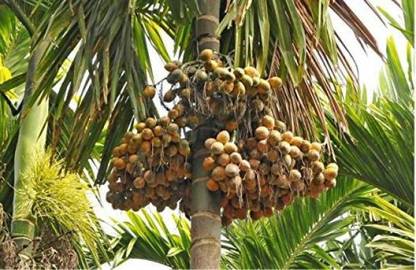 PLaNeTreee Betel Nut/Supari Plant