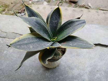 Plant Paradise Co Snake Plant