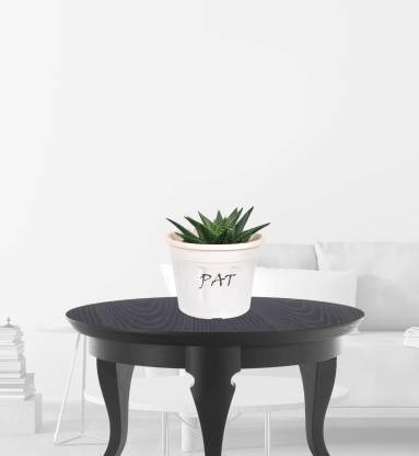 PAT Haworthia Limifolia Plant