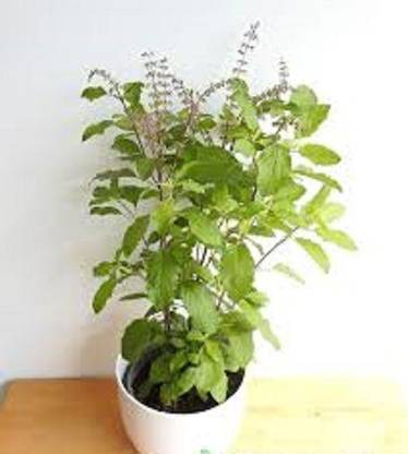 Live Root Tulsi Plant