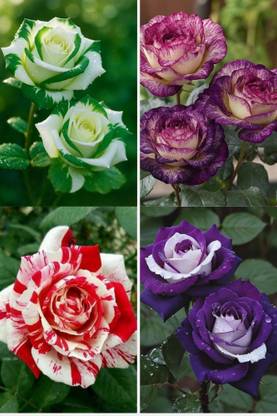 MAQINPLANTHOUSE Rose Plant