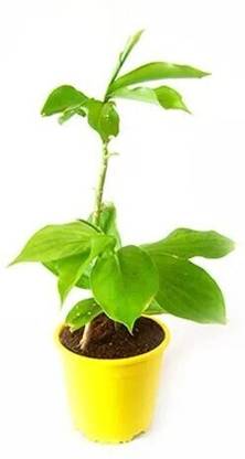 Cloud Farm Insulin Plant
