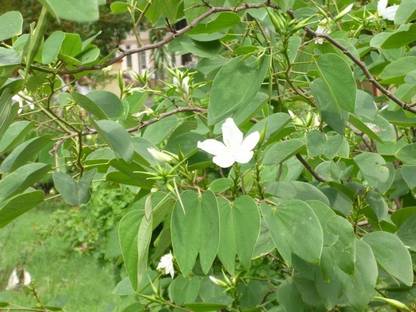 Cloud Farm Bauhinia Acuminata Plant