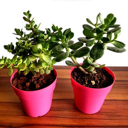 GreenHavenn Zamia Zz