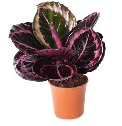 LivePlant Calathea Plant