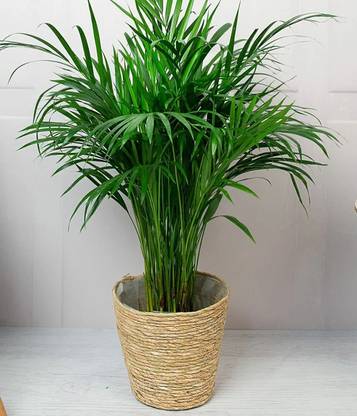 KUBERAA Areca Palm