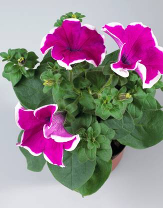 minatigreenhouse Surangi