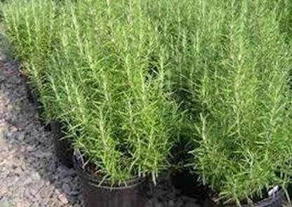 GreenyOn Rosemary Plant
