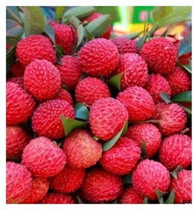 Treeicks Litchi Plant