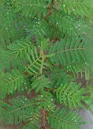 Shami Shami/Jand Plant