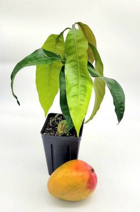 Fruit Plants Mango tree Mango Plant