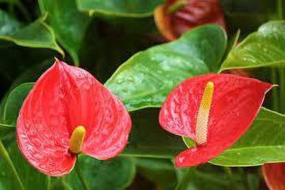 KPL ANTHURIUM Anthurium Hookeri Marie Black Star Holland Plant