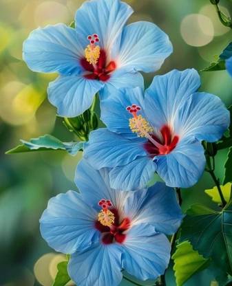 KUMUBON Hibiscus Gudhal Flower Plant