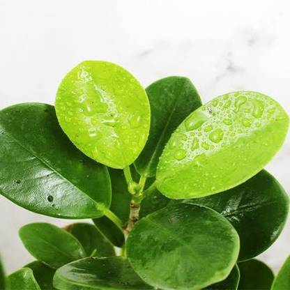 MRC MicroGreen Plant