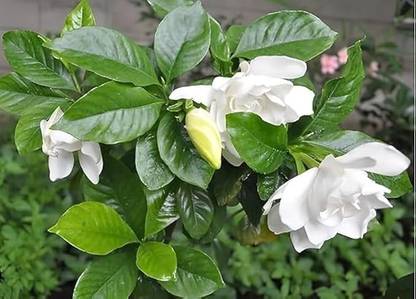 ADANNAYA Crape Jasmine Plant, Jasmine Plant