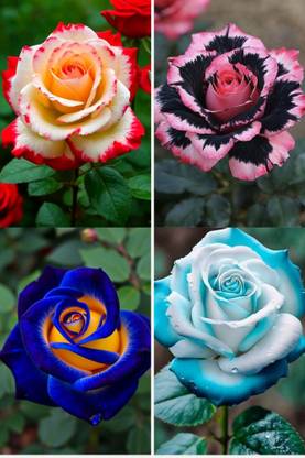 BREEZY BLOOMS Rose Plant