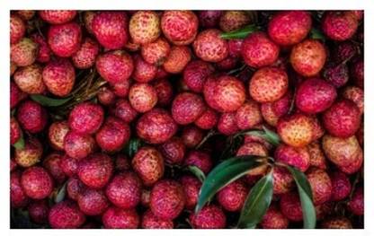Treeicks Litchi Plant