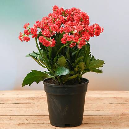 Click to buy Kalanchoe Plant