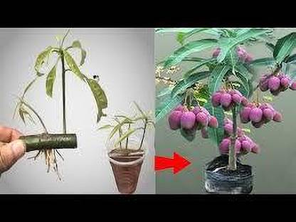 china thai mango Mango Plant