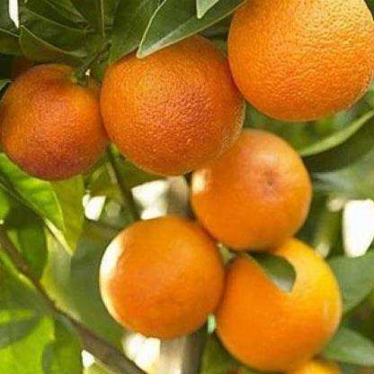 Starline Suman Sweet Lemon Plant