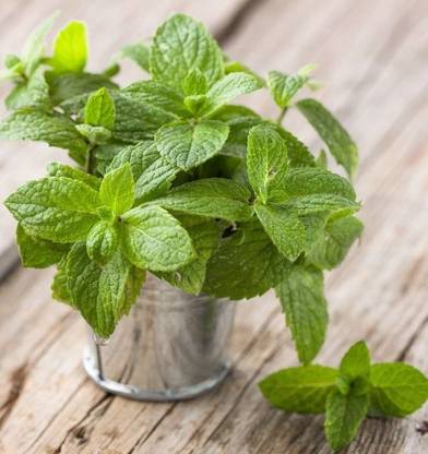 greenhousestore Mint Plant