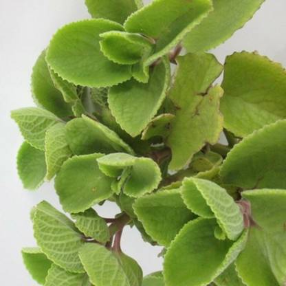 JAZEERA Ajwain Plant