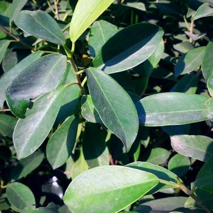 Kapebonavista Indian Laurel Plant