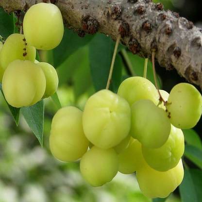 My Dream Nursery Star Gooseberry Plant