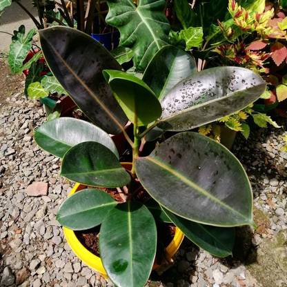 Heaven Of Saplings Rubber Tree