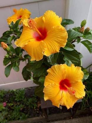 JR GLOBLE Hibiscus Plant
