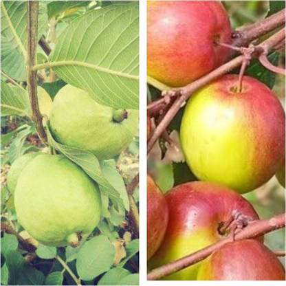 Cloud Farm Guava Plant