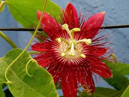 shonkho poddo Song Of India Plant