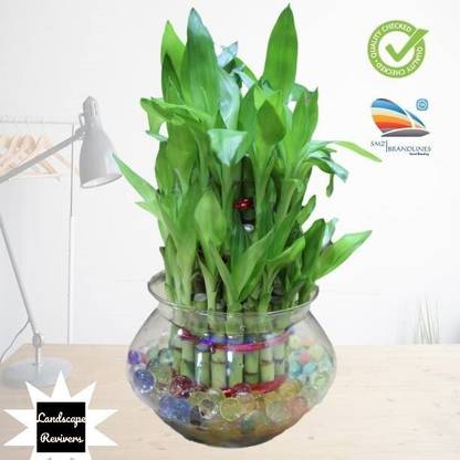 Landscape Revivers Two Layer Bamboo Plant