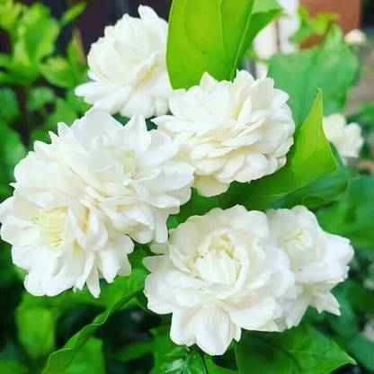 BHUSAN Jasmine Plant