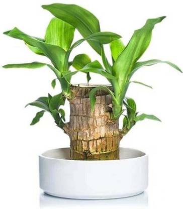 SINJHA Mini Brazalian wood